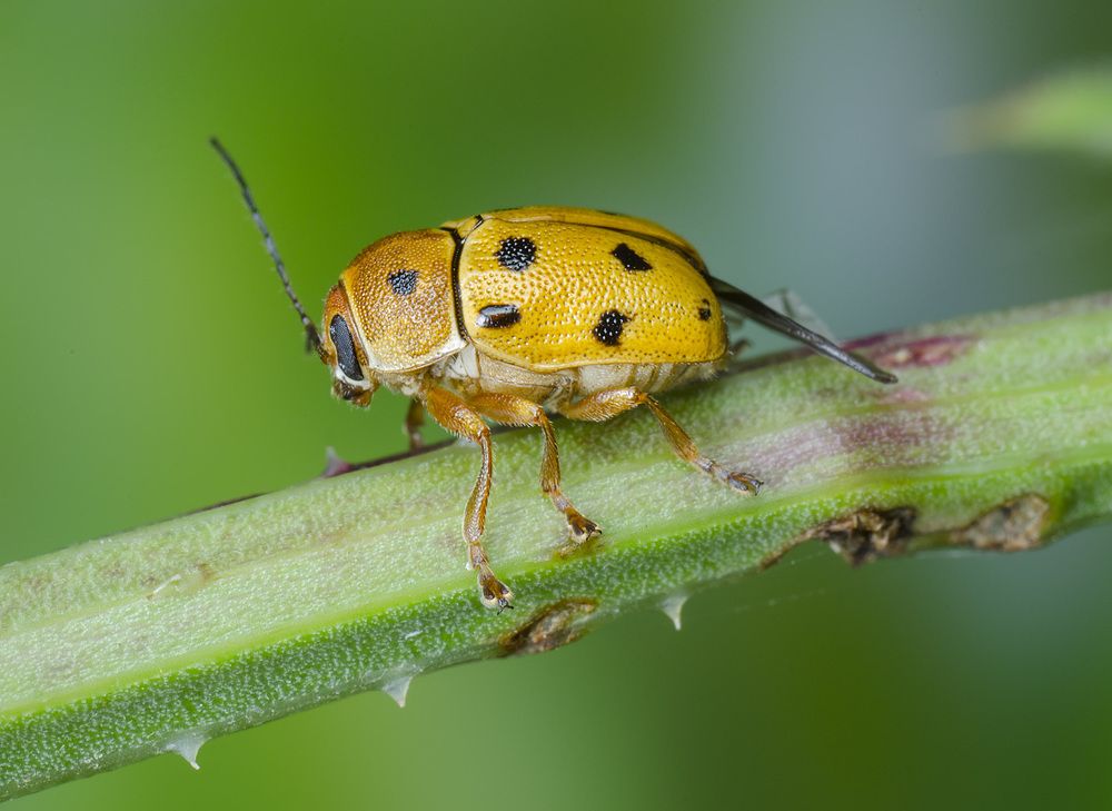 Скрытоглав