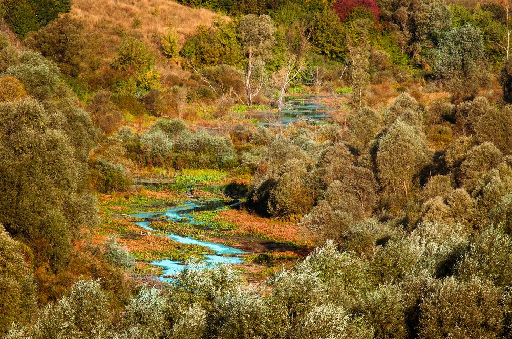 Джунгли средней полосы России
