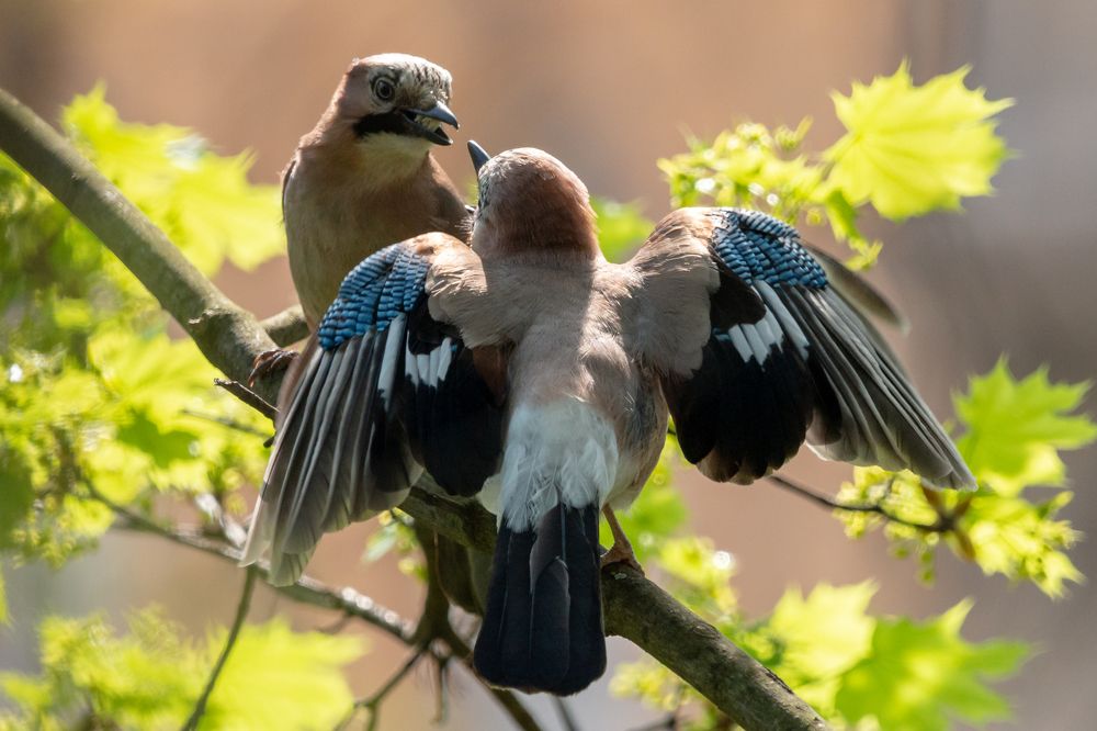 Eurasian jays courtship ritual