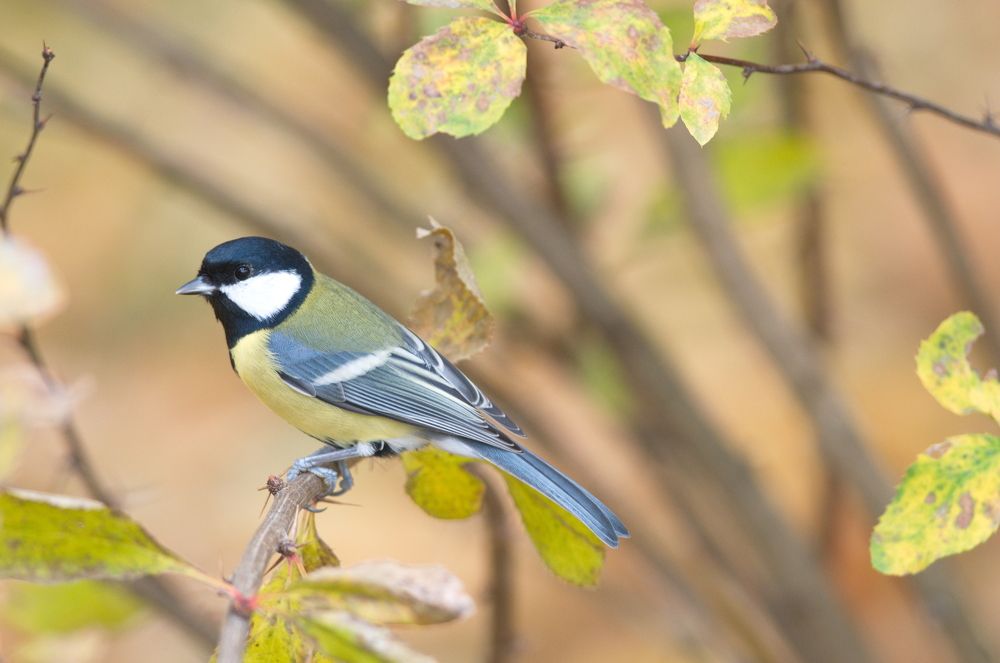 Autumn_titmouse (Осень_синица)