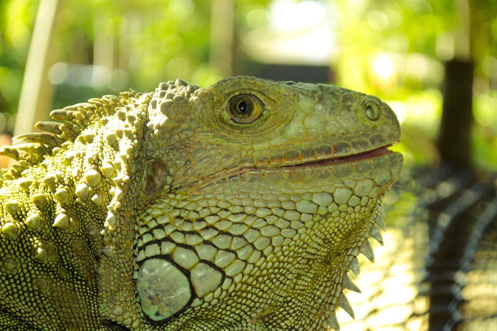 iguana