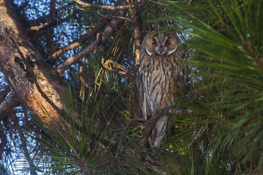 Ушастая сова.