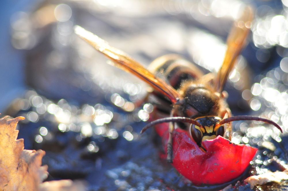 Осиное счастье