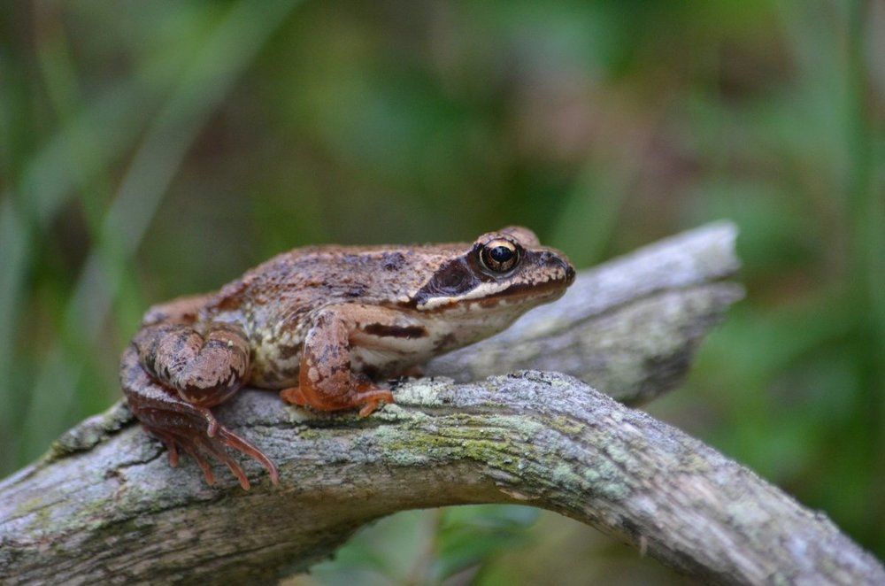 Photograph by Галина Катанова