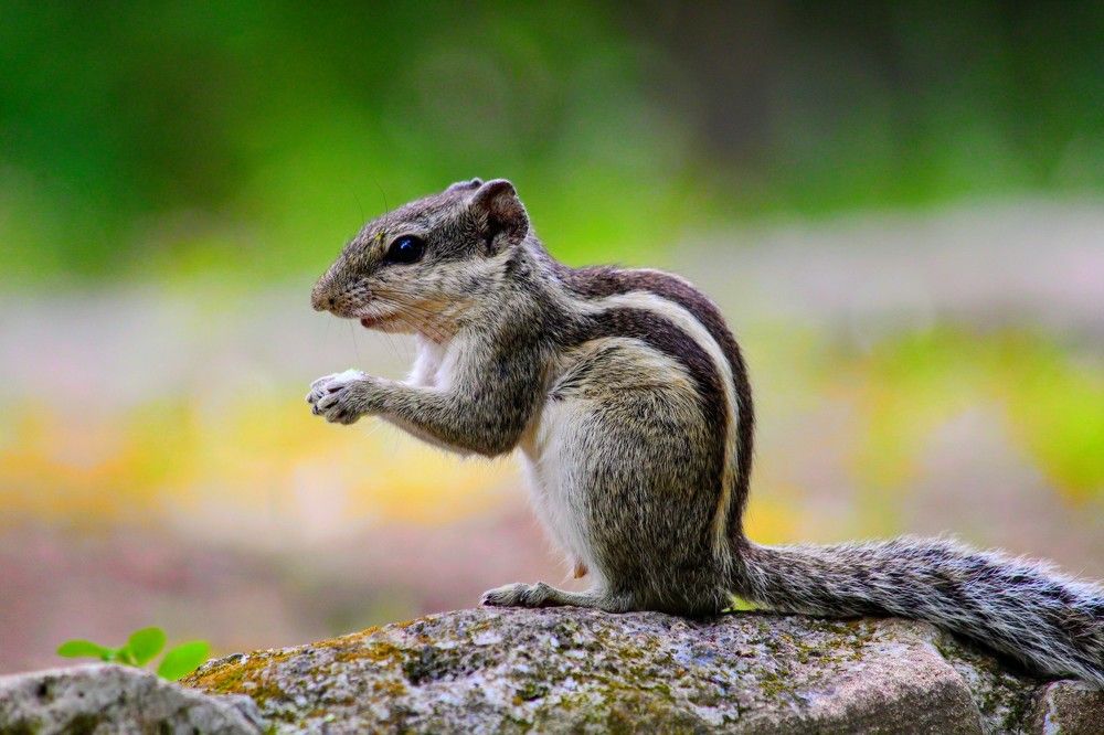 Wildlife animal.