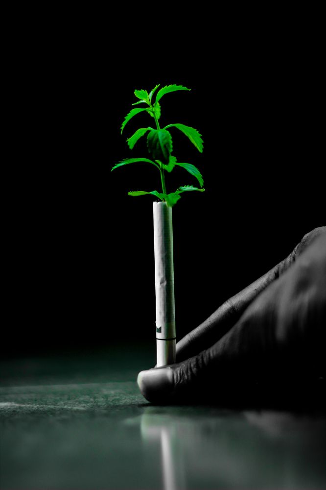 Plant a tree & Save a life