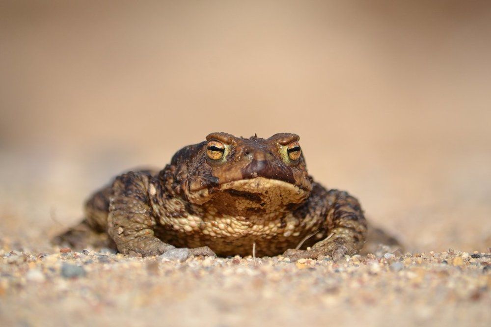 Photograph by Галина Катанова