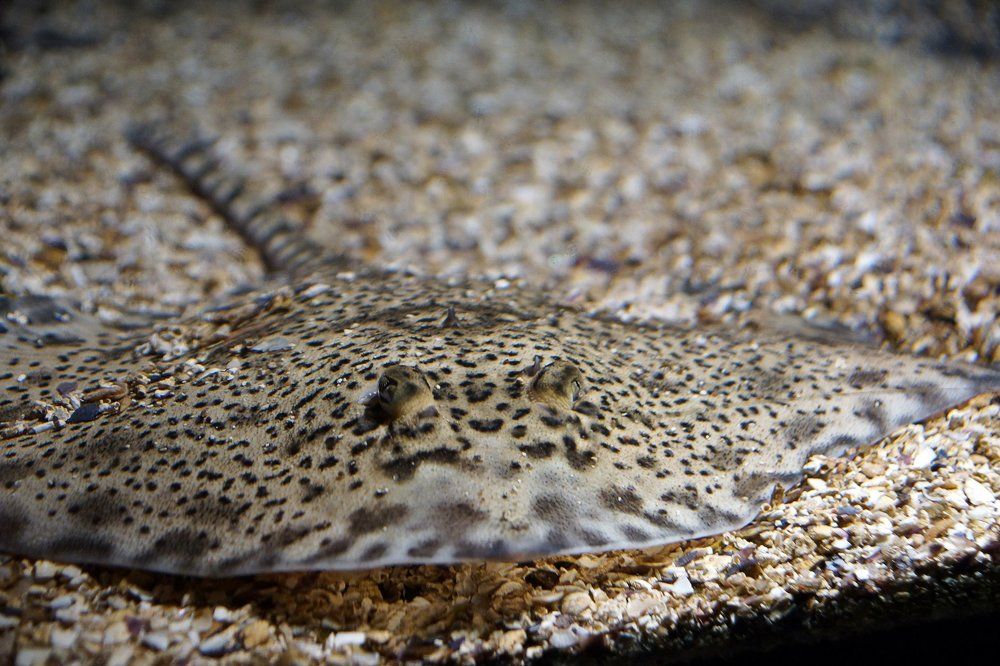 Хороший камуфляж - видите ската?