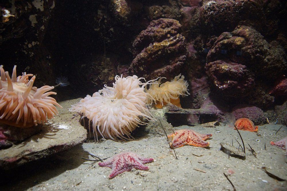 Волшебный мир