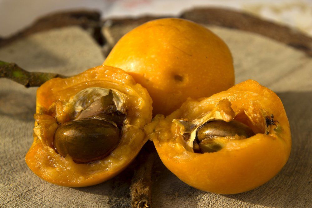 Loquat Medlar
