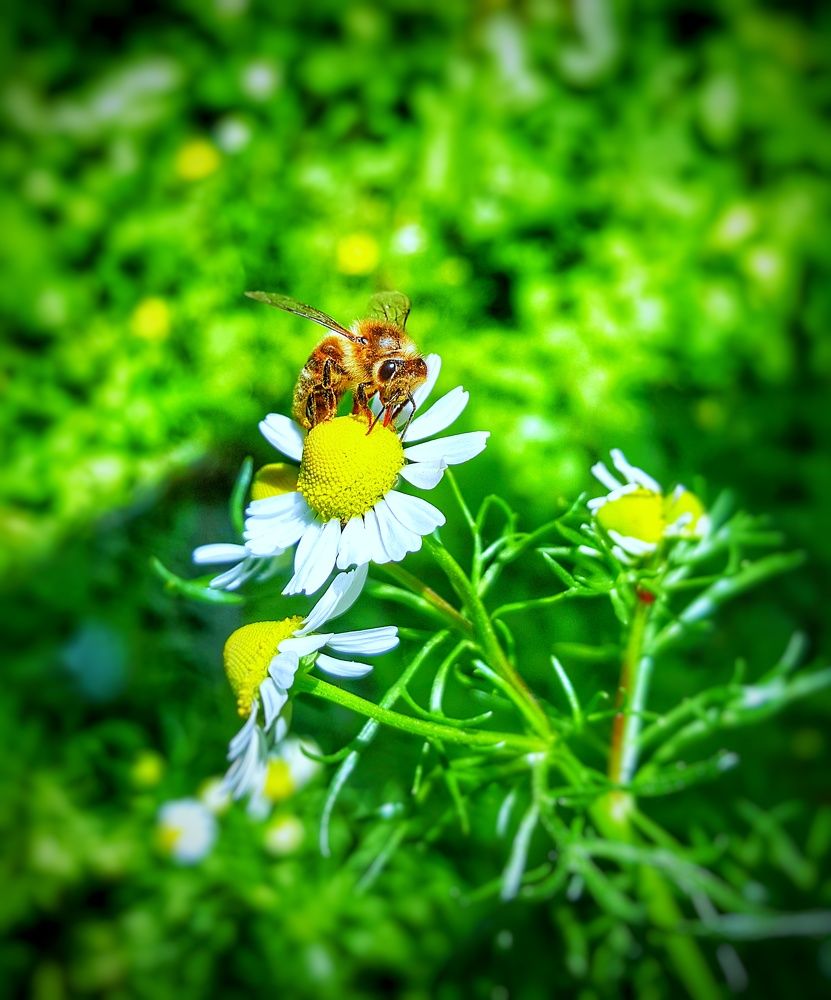 Bee.