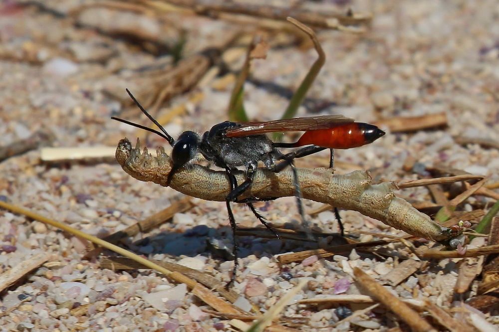 Добыча для потомства