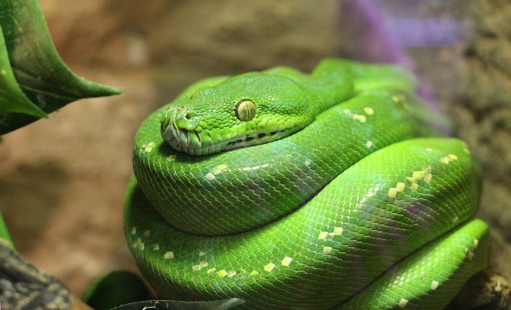 Зелёный  Змий