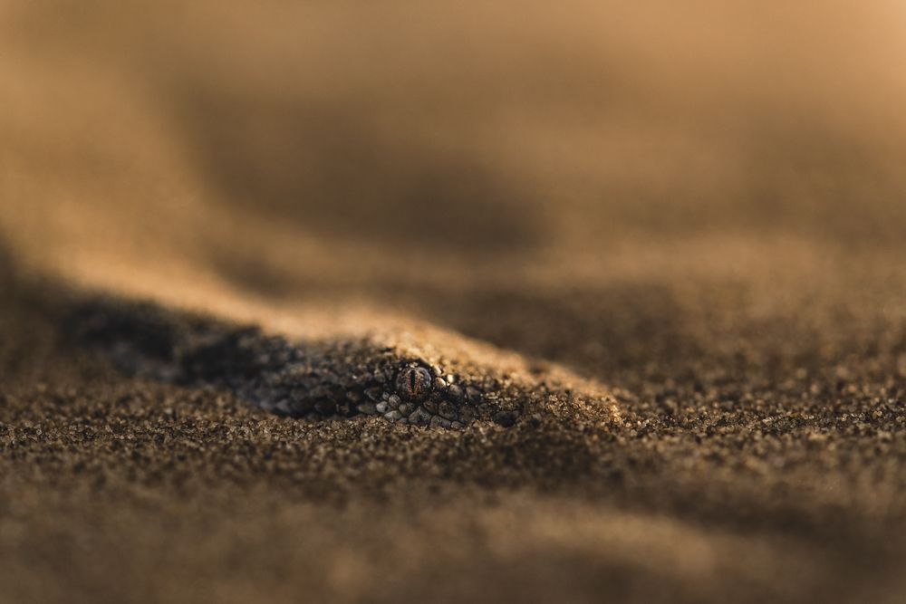 Портрет песчаного удавчика