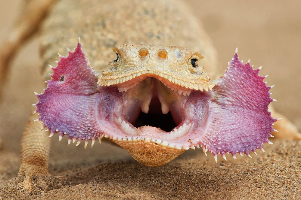 Портрет ушастой круглоголовки