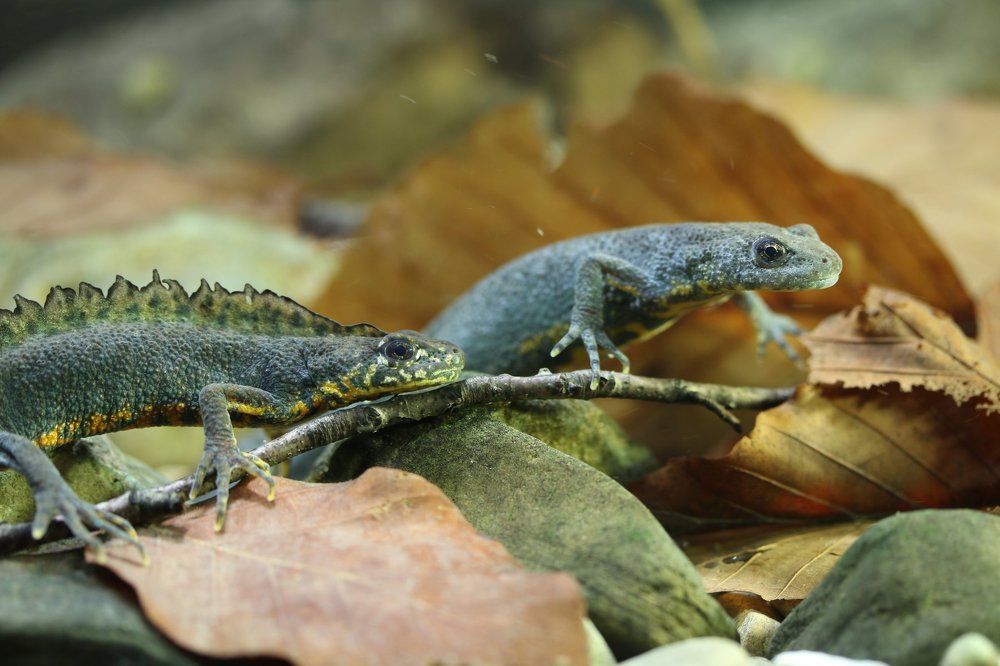 Тритон Карелина