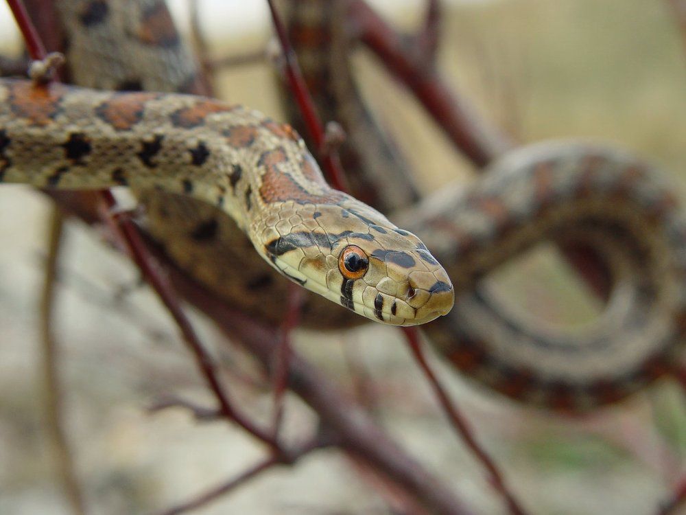 Хорошо ли видно вам, бандерлоги?