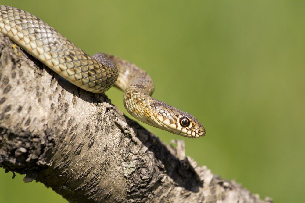 Затаив дыхание