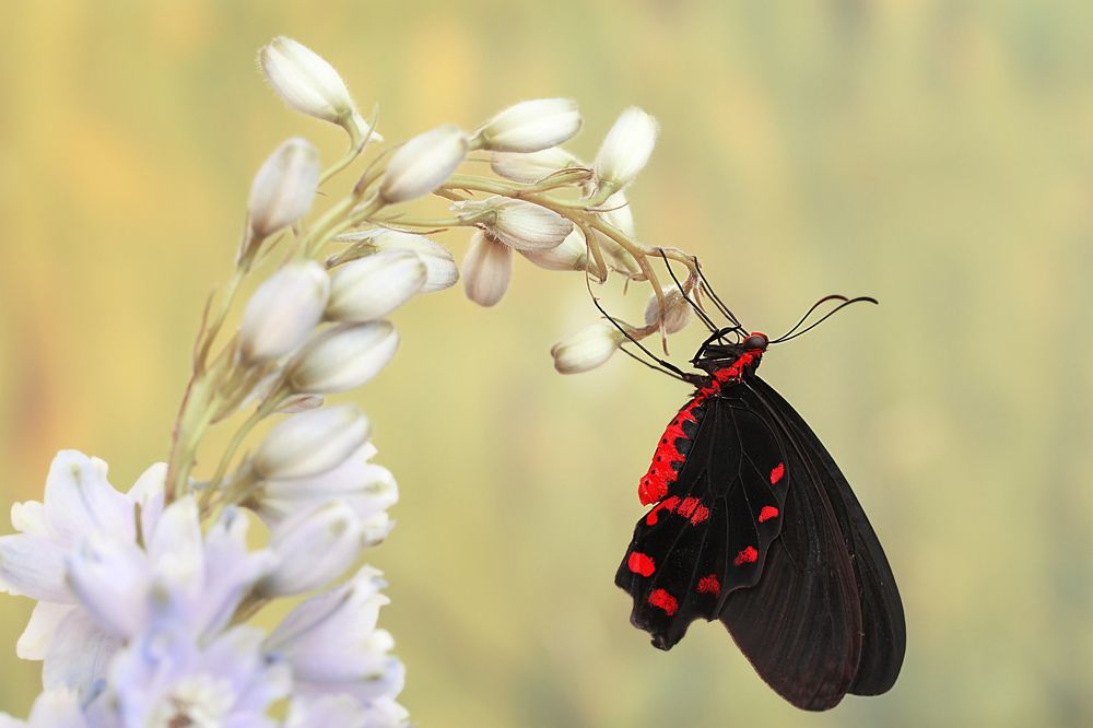 Воздушные качели