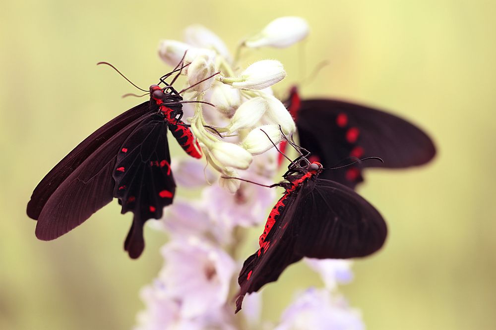 Порхающий хоровод