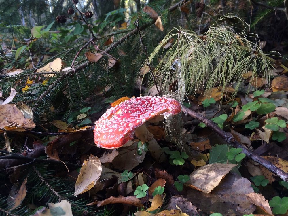 Photograph by Татьяна Белгарокова