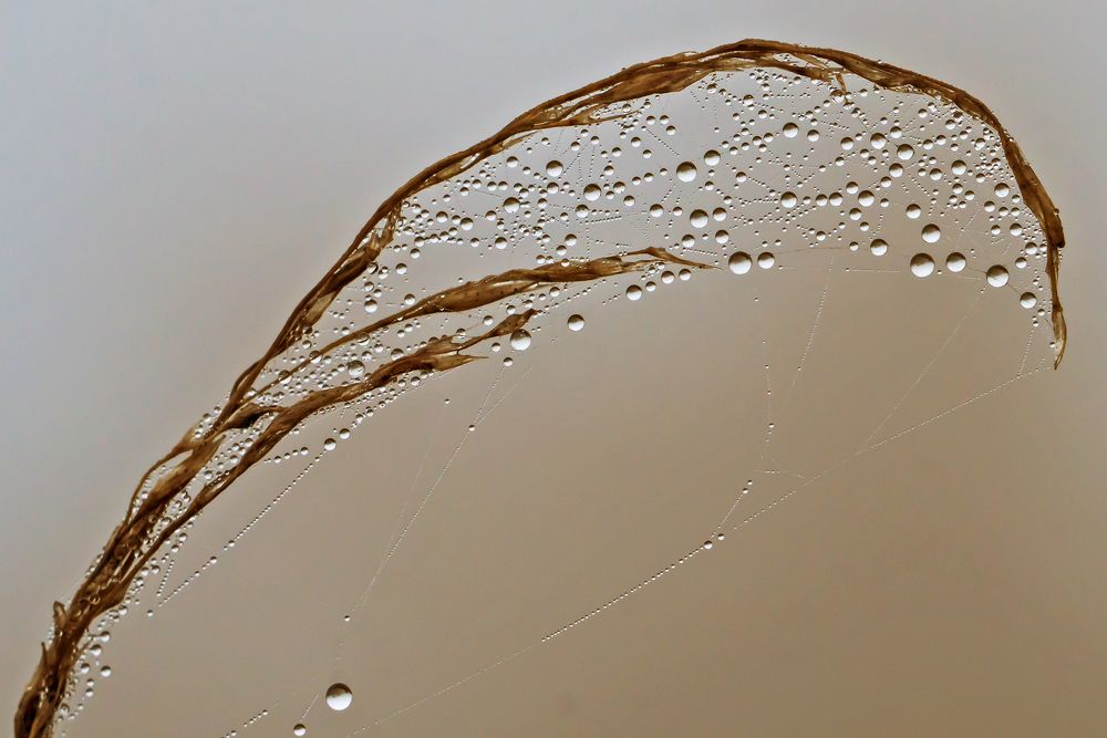 Паутинка в росе