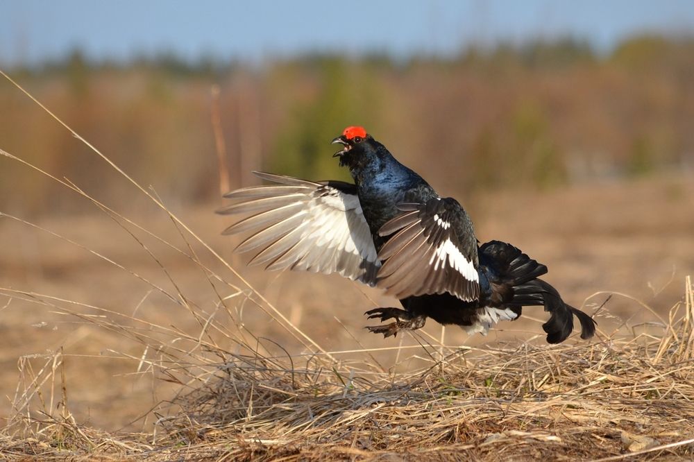 тетерев-косач