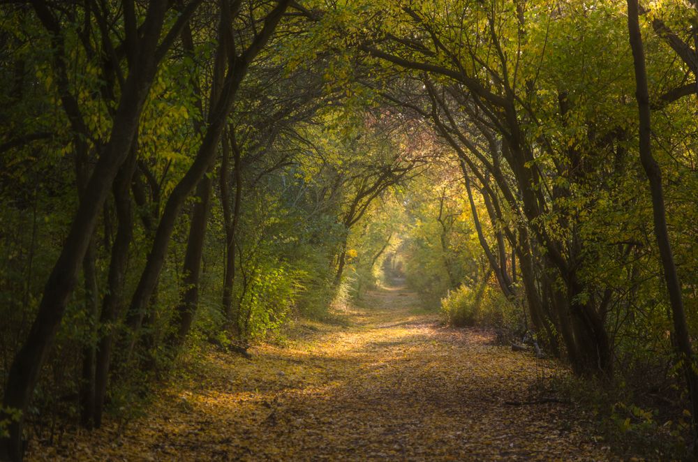 Дорога домой