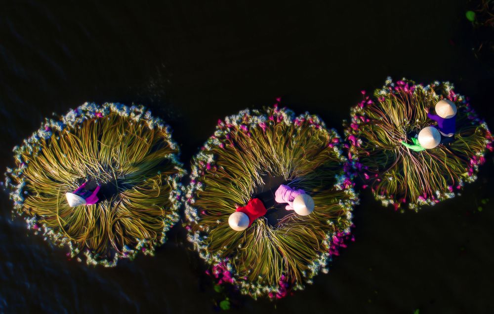 Dresses made from water lilies