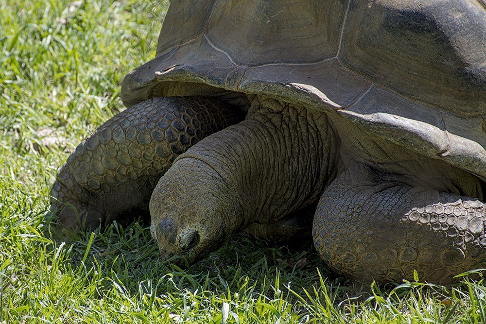 Aldabra Giant Tortoise