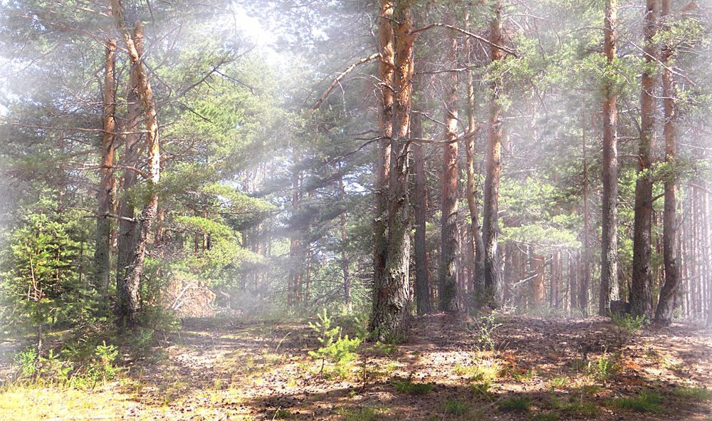 СОСНЫ. в луче.