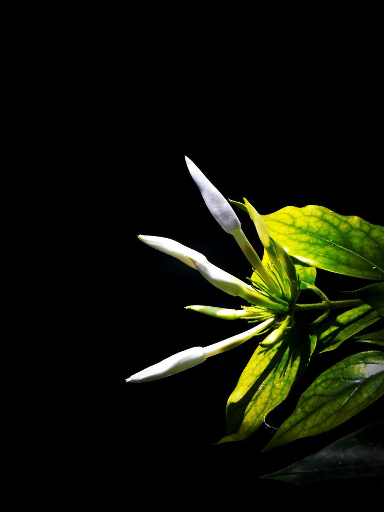 ।। Nature's Beauty ।।