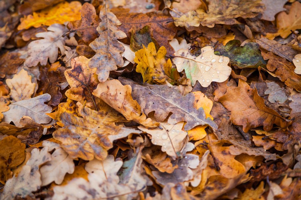 Дубовые листья