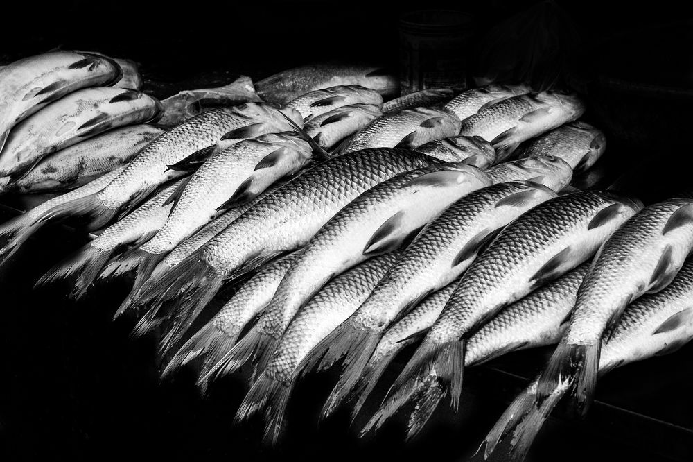 Fishes at the market