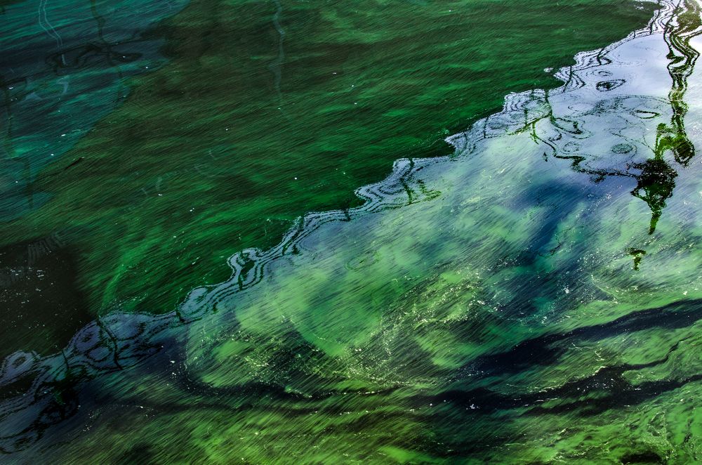 Зеленые воды Ишмы