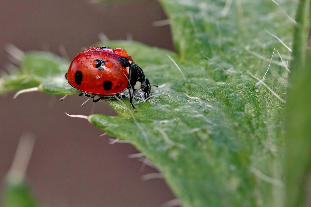 Photograph by Игорь Осипов