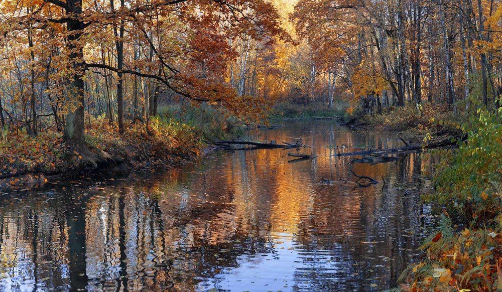 Осенний лес...