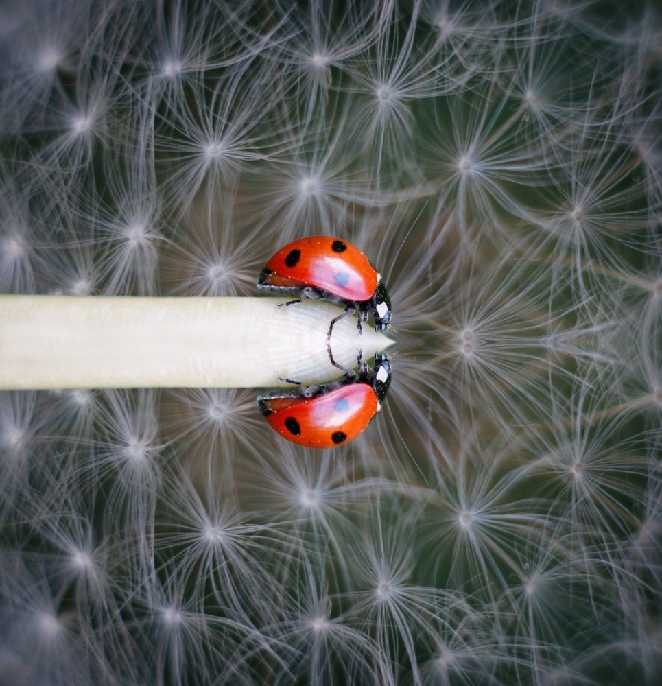 Звездная ночь