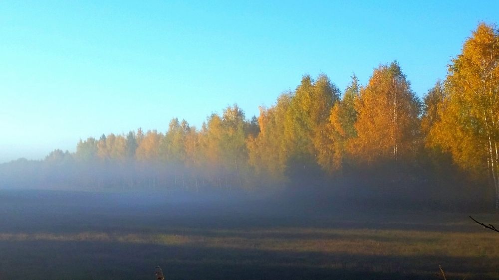 Лесной туман