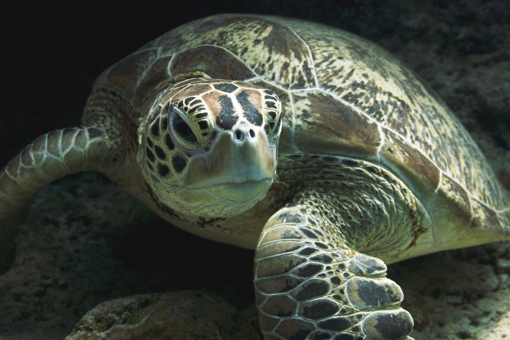 Любопытная черепаха