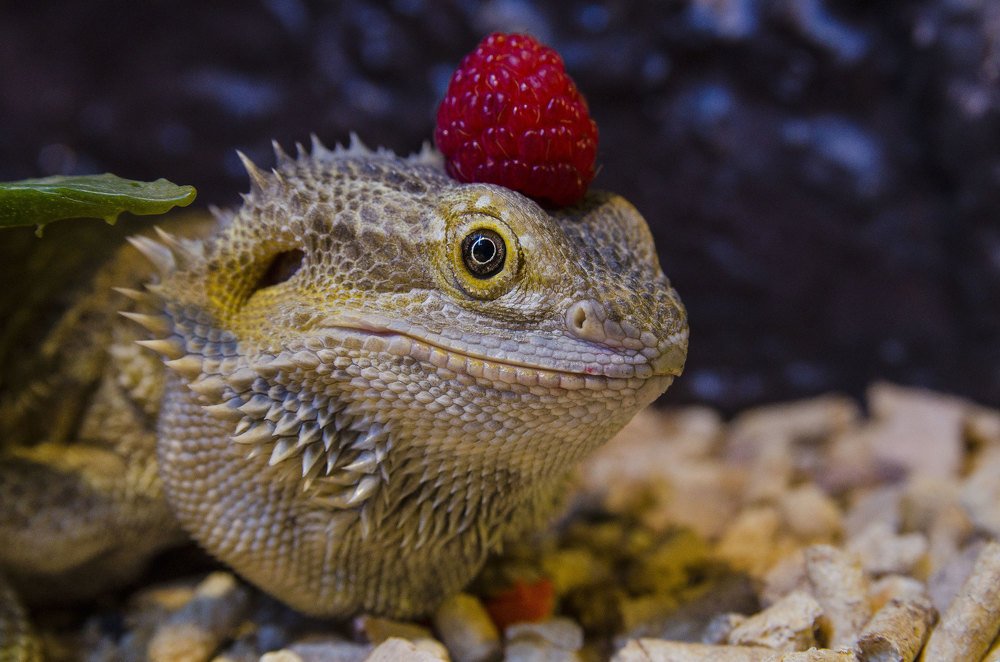 Малиновый Дракон ))