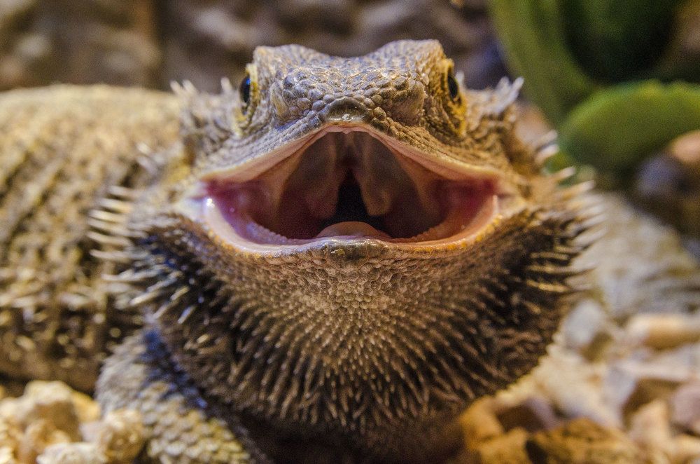 In the mouth of madnes