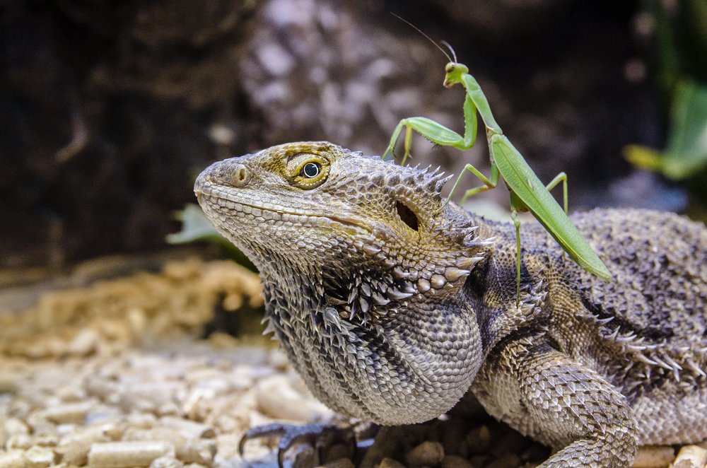 Когда еда реально раздражает