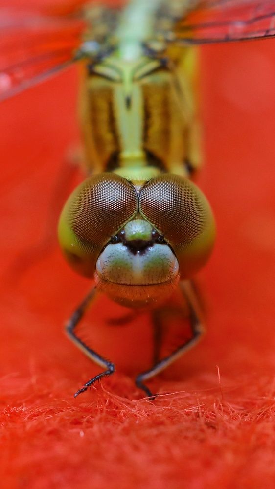 Dragonfly macro