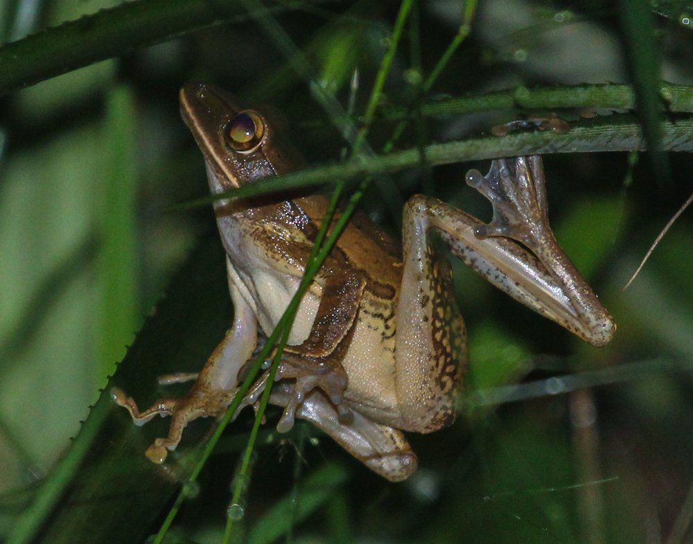 Tree Frog