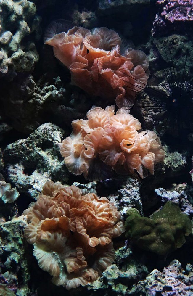 Подводные цветы