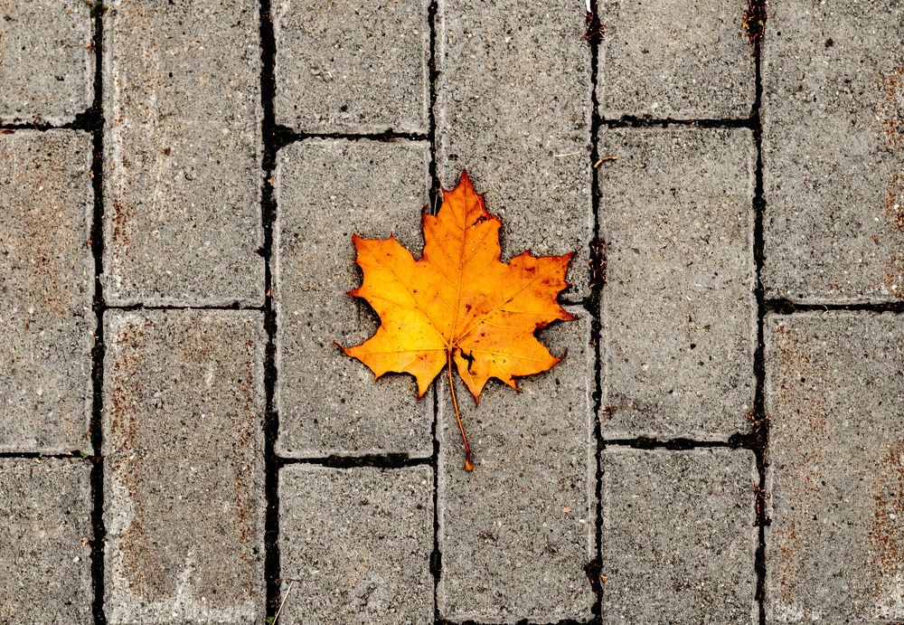 Осенний минимализм