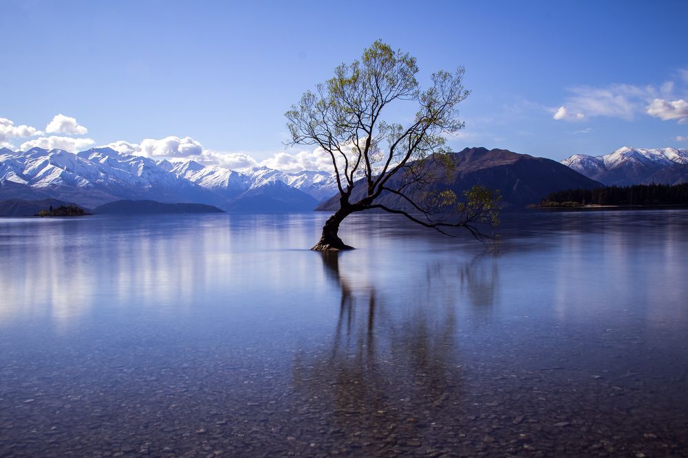 That Wanaka Tree