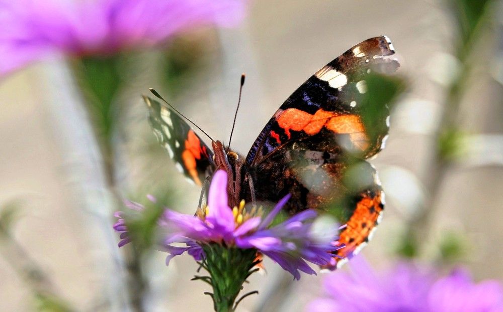 Фантасмагория