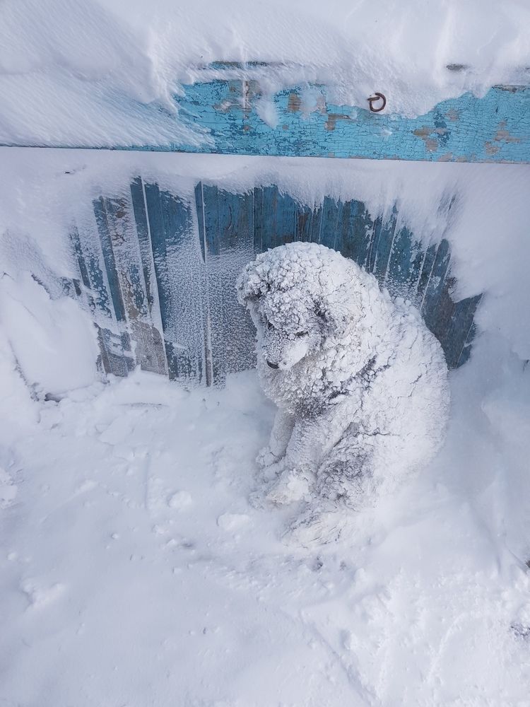 Щенок проснулся после долгой пурги